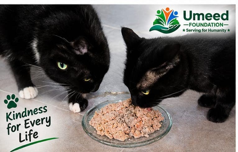 Kindness for Every Life - Cat Feeding